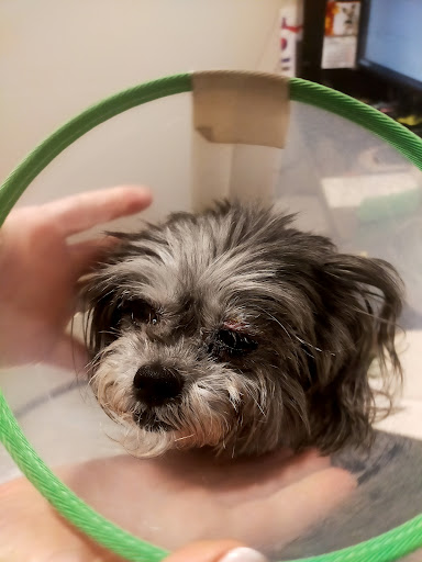 Oftalmología Veterinaria Visionvet – Sevilla