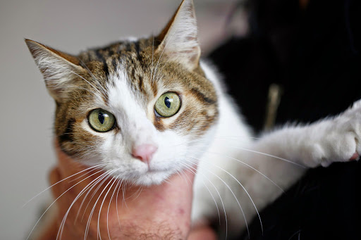 Oftalmovet Oftalmología Veterinaria – Valencia