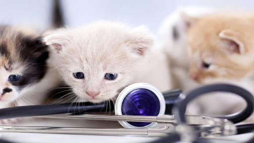 Park Centro Veterinario Aluche – Madrid