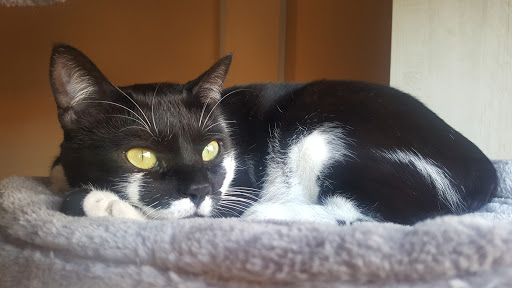 Pelos, Plumas y Escamas Veterinarios – Zaragoza