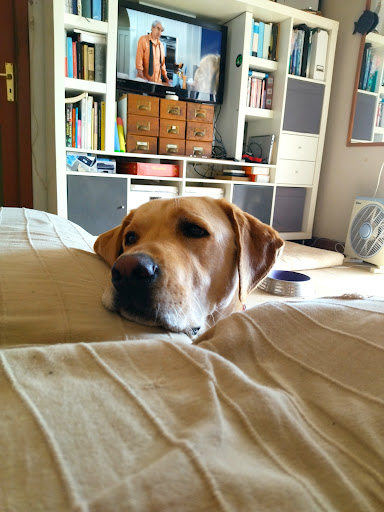 Playa Honda Clínica Veterinaria – Playa Honda