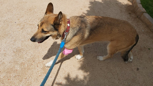 Policlínica Veterinaria Castelló – Castellón de la Plana