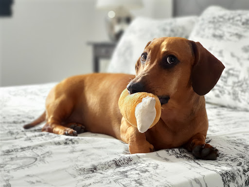 Policlínica Veterinaria Covivet – Bétera