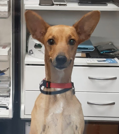 Policlínico Veterinario Málaga – Málaga