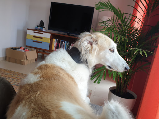 Puerto de Mazarrón Clínica Veterinaria – Puerto de Mazarrón