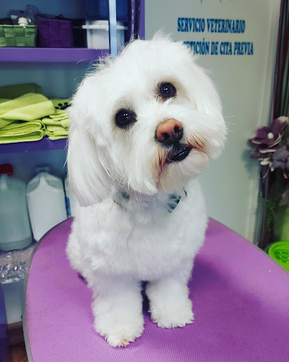 Rebeca Cuevas – Peluquería de Mascotas y Consulta Veterinaria – Arganda del Rey