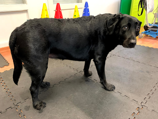 Rehabilitación Veterinaria Marta Foulquié – Las Palmas de Gran Canaria