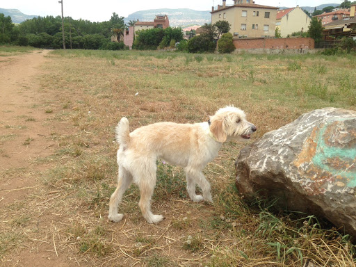 Salut Veterinaria S L P – Bigues i Riells