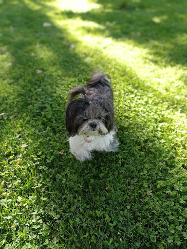 Salvatierra Clínica Veterinaria – Madrid