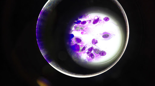 Sanimalia Centro Veterinario – Rivas-Vaciamadrid