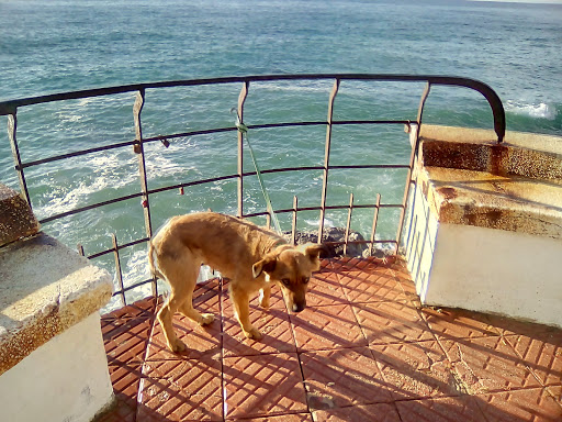 Sant Pol Veterinari – Sant Pol de Mar