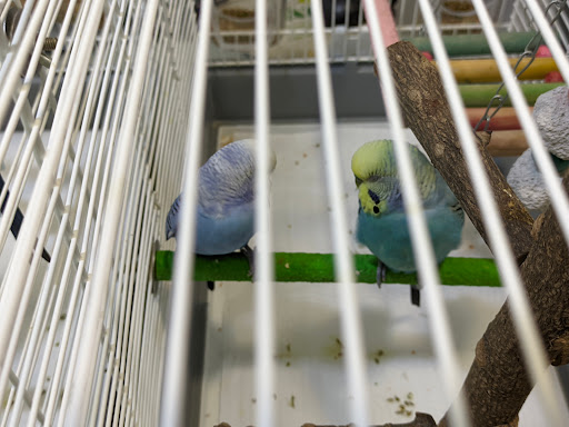 Selvätica — Clínica Veterinaria de Animales Exóticos – Valencia