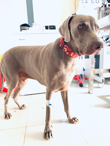 Servei Veterinari La Garriga – La Garriga