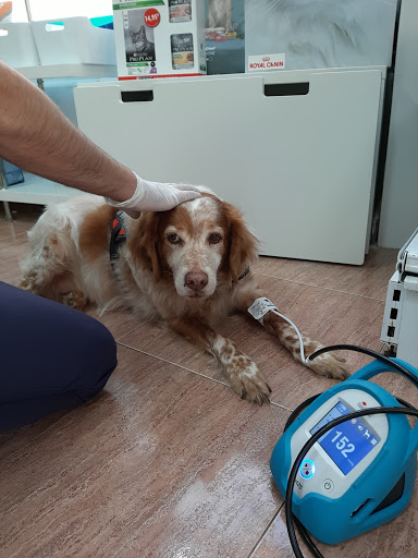 Servet Veterinarios – Zaragoza