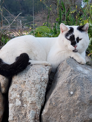 Servicio Veterinario Andratx – Andratx