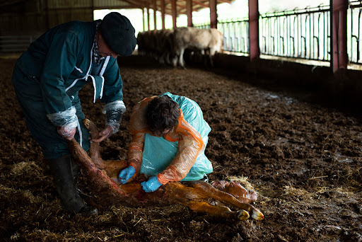 Servicio Veterinario Pirineo – Ezcároz – Ezkaroze