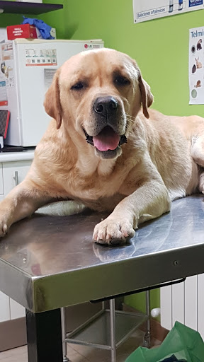 Servicios Veterinarios Lobera – Burgos