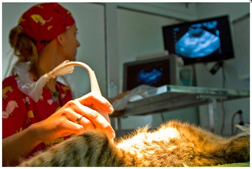South Centro Veterinario – Costa Calma, Pájara (Fuerteventura)
