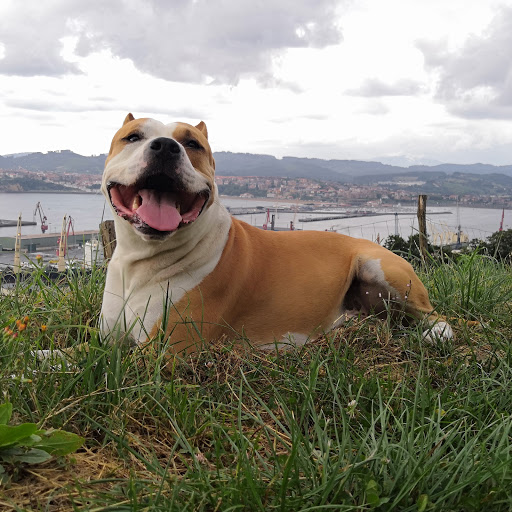 Tartanga Hospital Clínico Veterinario – Getxo