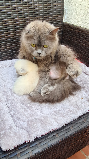 Teseo Veterinarios – Fernán Núñez