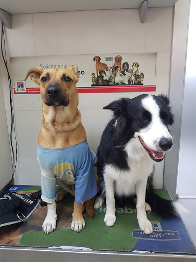 The Muses Clínica Veterinaria – Madrid