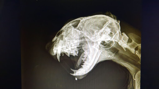 Torrequebrada Centro Veterinario – Arroyo de la Miel