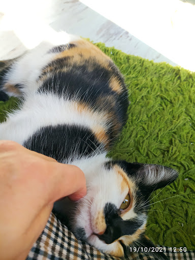 Usera Veterinary Medical Center – Madrid