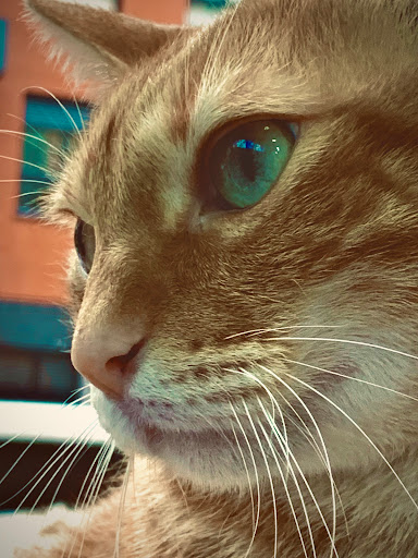 Valencia – Plans Veterinaria – Valencia