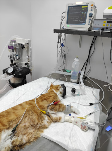 Vera Veterinaris Alella – Alella