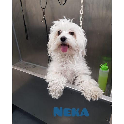 Vera Veterinaris Botiga I Perruqueria – Alella