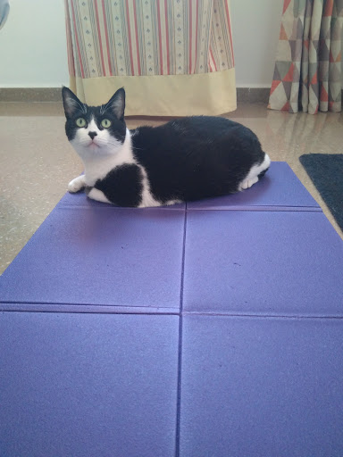 Vetaljarafe. Veterinario A Domicilio Sevilla – Mairena del Aljarafe