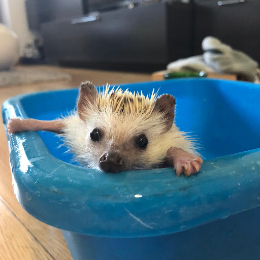 Vetcon Veterinario Animales Exóticos – Madrid