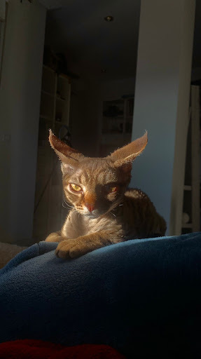 Vetercan – Pedreguer