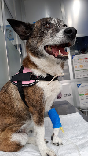 Veterimundi San Jenaro – Aranda de Duero