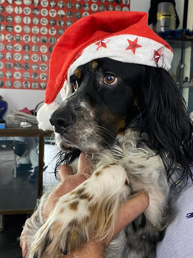 Veterinae Clínica Veterinaria – Barcelona