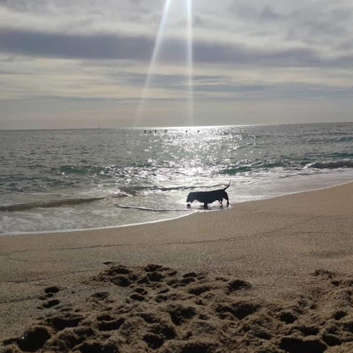 Veterinari – David Sol García – Santa Coloma de Gramenet