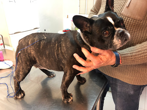 Veterinari L’ampolla – L’Ampolla