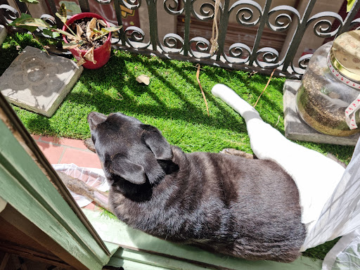 Veterinari – L’animalari – Barcelona