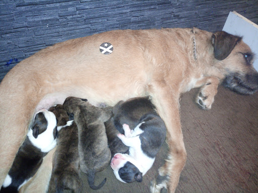 Veterinari Sant Julià – Sant Julià de Vilatorta
