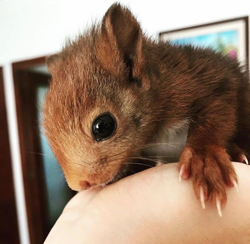 Veterinaria A Domicilio Montanejos – Montanejos