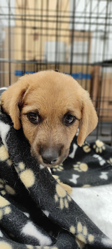 Veterinaria Baixo Miño – Tomiño