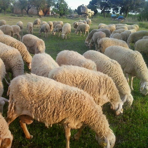 Veterinaria El Amparo Cb La Roda – La Roda