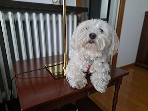 Veterinaria El Papiol – El Papiol