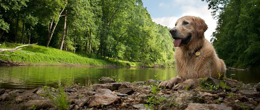 Veterinaria Gemma Hervàs – Barcelona