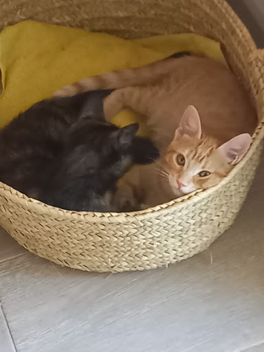 Veterinaria Karina Pirron – Palma Nova