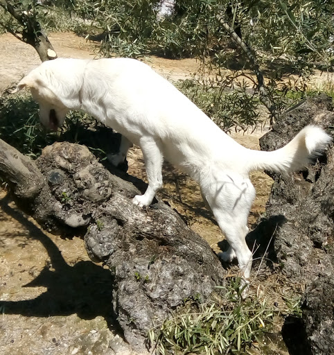 Veterinaria Laus – Nueva Carteya