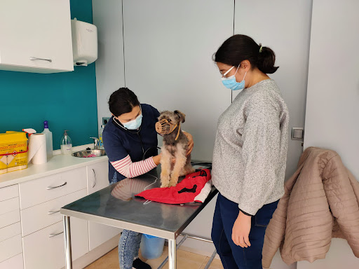 Veterinaria Madivet – Bargas