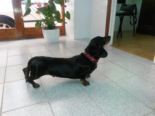 Veterinaria Maite Haya – El Perelló