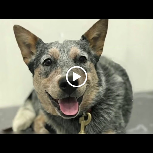 Veterinaria Tu Dogtora – Madrid