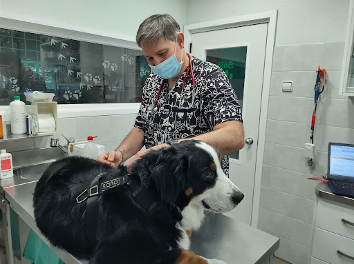 Veterinarian Cap I Cua – Barcelona